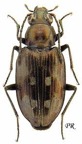 Attēlu rezultāti vaicājumam “Bembidion litorale”