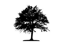 Attēlu rezultāti vaicājumam “Populus x gileadensis”