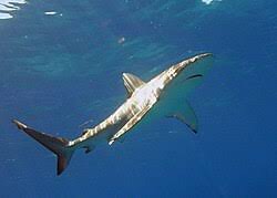 Image result for Carcharhinus galapagensis