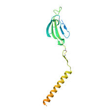 Image result for b%FD%E7ak anatomisi