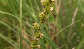 Attēlu rezultāti vaicājumam “Carex dioica male flower”