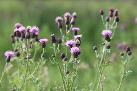Attēlu rezultāti vaicājumam “Cirsium x rigens flower”