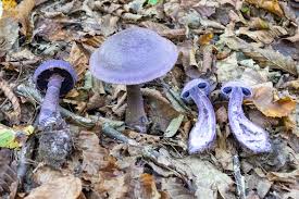Attēlu rezultāti vaicājumam “Cortinarius violaceus”