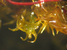 Attēlu rezultāti vaicājumam “Dicranella varia”