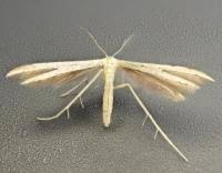 Attēlu rezultāti vaicājumam “Adaina microdactyla”