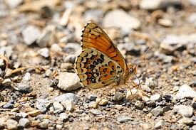 Attēlu rezultāti vaicājumam “Melitaea phoebe upperside”