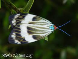 Attēlu rezultāti vaicājumam “Zygaenidae”