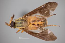 Attēlu rezultāti vaicājumam “Chrysops”