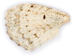 Attēlu rezultāti vaicājumam “Catarhoe cuculata”