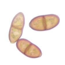 Attēlu rezultāti vaicājumam “Tritomaria”