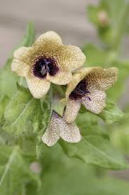 Image result for bilsenkraut