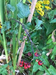 Attēlu rezultāti vaicājumam “Solanum dulcamara fruit”