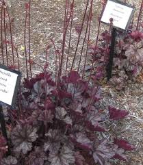 Image result for Heuchera `Swirling Fantasy`