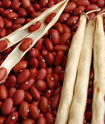 Image result for Buschbohnen