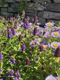 Attēlu rezultāti vaicājumam “Prunella vulgaris”