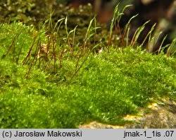 Attēlu rezultāti vaicājumam “Homomallium incurvatum”