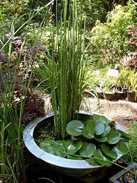 Attēlu rezultāti vaicājumam “Equisetum hyemale”