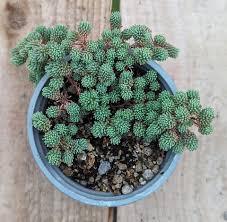 Attēlu rezultāti vaicājumam “Sedum hispanicum”