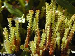 Attēlu rezultāti vaicājumam “Moerckia hibernica”