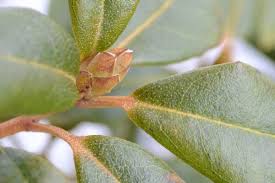 Attēlu rezultāti vaicājumam “Microrrhinum minus leaf”