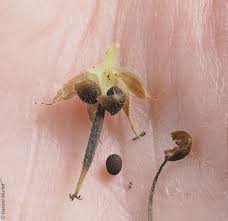 Attēlu rezultāti vaicājumam “Geranium dissectum fruit”