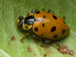 Attēlu rezultāti vaicājumam “Hippodamia tredecimpunctata”