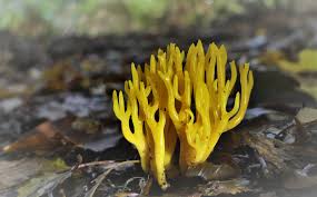 Attēlu rezultāti vaicājumam “Calocera viscosa”