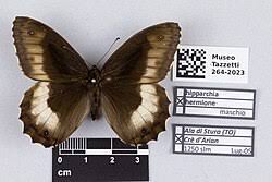 Attēlu rezultāti vaicājumam “Hipparchia alcyone underside”