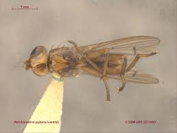 Attēlu rezultāti vaicājumam “Sciomyzidae”