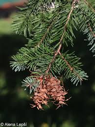 Attēlu rezultāti vaicājumam “Pseudotsuga menziesii var. glauca”