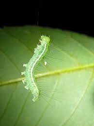 Attēlu rezultāti vaicājumam “Craniophora ligustri”