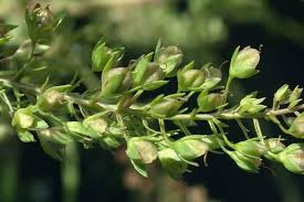 Attēlu rezultāti vaicājumam “Veronica anagallis-aquatica fruit”