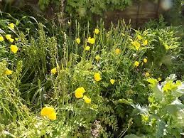 Image result for Meconopsis cambrica