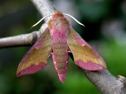 Attēlu rezultāti vaicājumam “Deilephila porcellus”