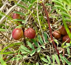 Attēlu rezultāti vaicājumam “Astragalus arenarius fruit”