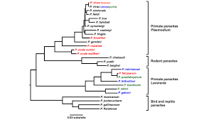 Attēlu rezultāti vaicājumam “Symphytocarpus trechisporus plasmodium”