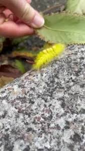 Attēlu rezultāti vaicājumam “Calliteara pudibunda larva”