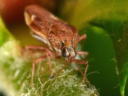 Attēlu rezultāti vaicājumam “Physatocheila smreczynskii”