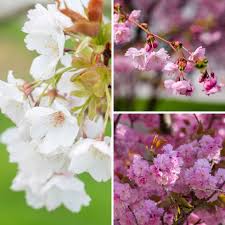 Attēlu rezultāti vaicājumam “Ribes uva-crispa flower”