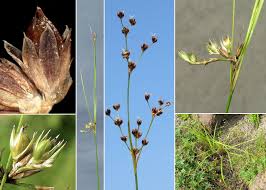 Attēlu rezultāti vaicājumam “Juncus alpinoarticulatus”