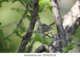 Image result for Phylloscopus humei