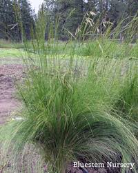 Attēlu rezultāti vaicājumam “Festuca arenaria”