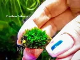 Attēlu rezultāti vaicājumam “Amblystegium serpens macro”