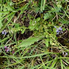 Attēlu rezultāti vaicājumam “Polygala amarella”