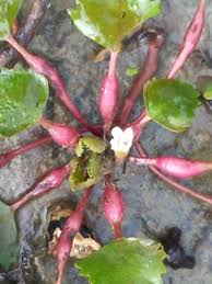 Attēlu rezultāti vaicājumam “Trapa natans leaf”