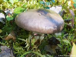 Attēlu rezultāti vaicājumam “Gomphidius glutinosus”