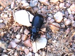 Attēlu rezultāti vaicājumam “Pterostichus aethiops”