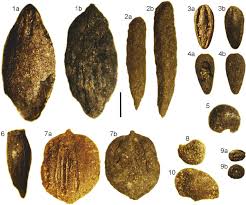 Attēlu rezultāti vaicājumam “Heracleum sphondylium subsp. sibiricum fruit”