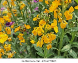 Image result for Cheiranthus cheiri