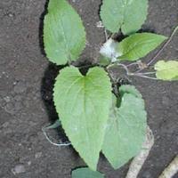Attēlu rezultāti vaicājumam “Campanula rapunculoides leaf”